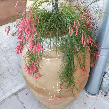 Dimora Maltese 4*
